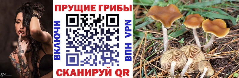 где купить наркоту  Стародуб  Галлюциногенные грибы Psilocybine cubensis 